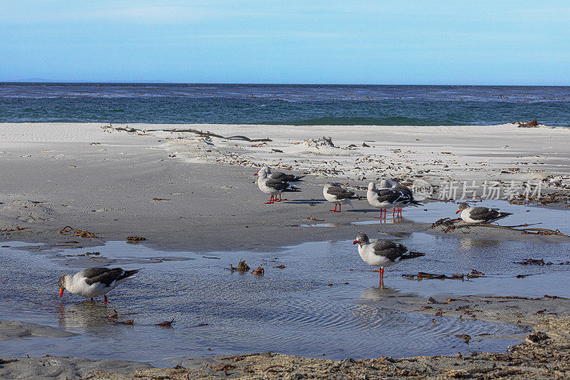 海狮岛的海豚鸥(Larus scoresbii);福克兰群岛;